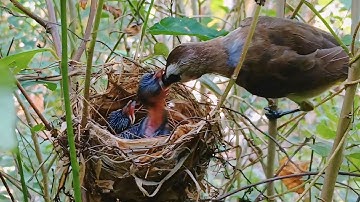 Wild trucukan birds raise their young in the nest