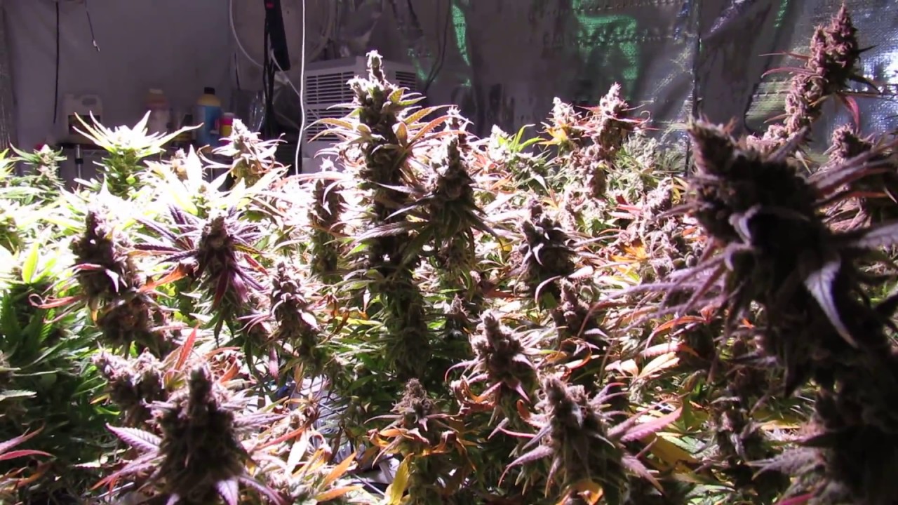 Blue Dream & Purple Bud Last Day of Flower