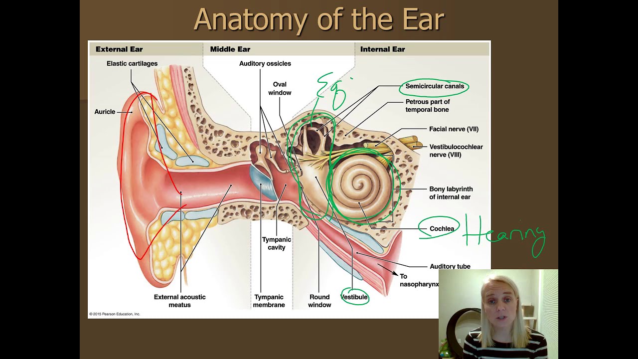 CH 17 Ear Anatomy YouTube
