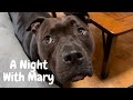 Pitbull Talking Back (A Typical Night With Mary The Pitbull)