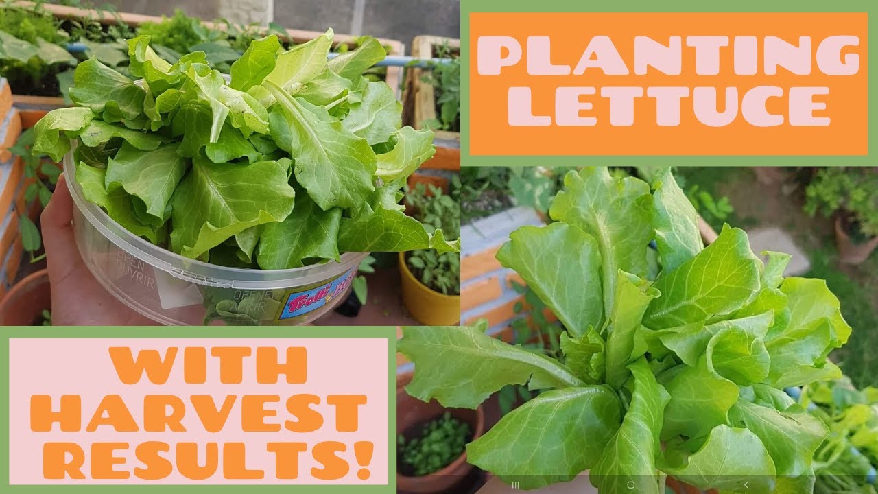 When To Plant Lettuce Seeds In Michigan When To Plant Lettuce Seeds In Michigan