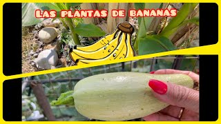 Mi Huerto/Primera Gran Cosecha de Pipianes(Calabazas)/Flores en Mis Plantas de Bananas