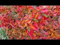 Красивые алые и желтые осенние листья кизильника Beautiful scarlet  yellow autumn cotoneaster leaves