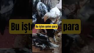 Bu Civcivler Normal Değil! 2 Ay Sonra Canavara Dönüşüyor 😳 (Shamo)”