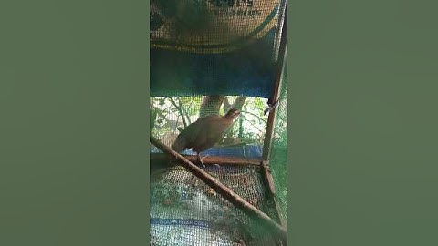 GÀ RỪNG RẶC CON 3 THÁNG TUỔI