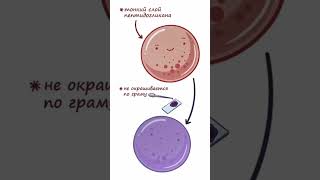 Инфекция уха и горла Moraxella Catarrhalis (микробиология) часть 1