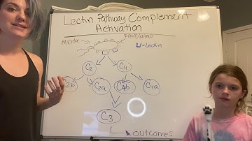Lectin pathway complement activation