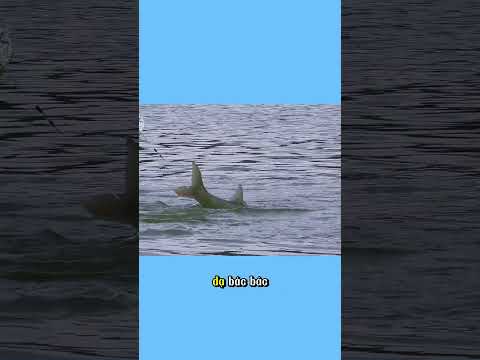 Câu Cá Mè Khủng Hồ Ná Luộc – Bí Kíp Chuyển Cần 6.3m Hiệu Quả! (2/4) #fishing #fish #carpfishing