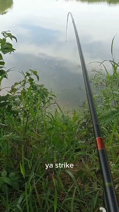 mancing sore hari ikanya ngumpul di bawah rumput #storywa