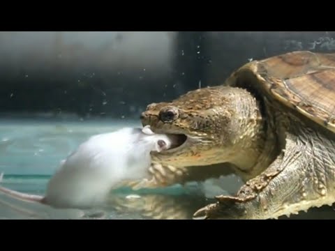 Video: ¿Las tortugas comerán ratones?