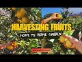 My Home Garden Organic Harvest 🍊✨|Homegrown ,Fresh &amp; Juicy Sweet Lime + Orange Picking #youtubevideo