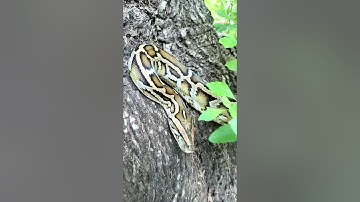 BURMESE Python handling outside #snake #burmesepython #pythons