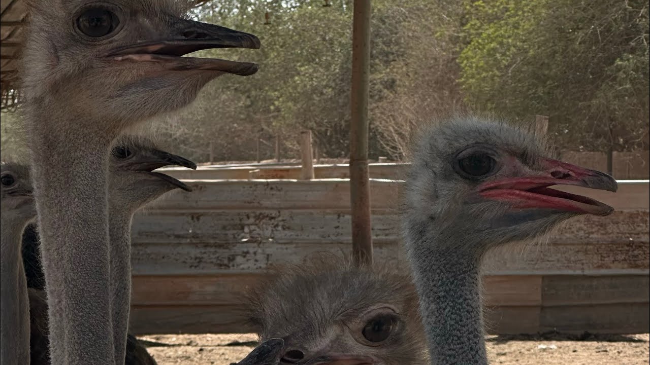 تربية النعام وعشق العيش والاستثمار في البادية، ويستمر التحدي …