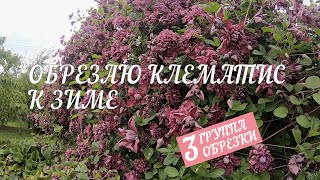 видео: Правильная обрезка клематиса к зиме, подготвка укрытия, борьба с мышами картинка: Правильная обрезка клематиса к зиме, подготвка укрытия, борьба с мышами