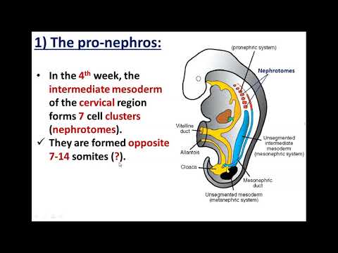 Development of Kidneys(1)-Pronephros and Mesonephros - Dr. Ahmed Farid