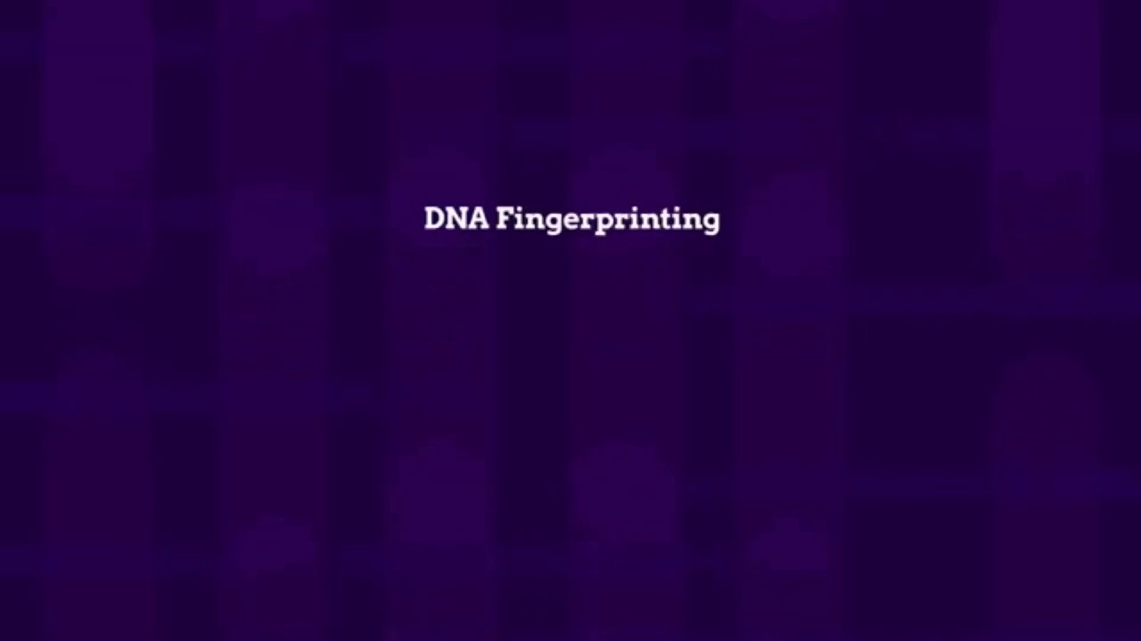 DNA fingerprinting or DNA profiling animation made super easy / 12 std ...