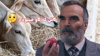کاش که گاو میبودم ☝️ چرا صدیق افغان حسرت گاو بودن را میخورد؟ Sediq Afghan