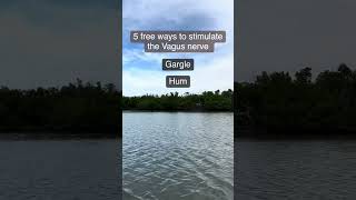 5 Ways to Stimulate the Vagus Nerve Wealth