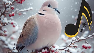 Kumru Sesi̇ Ve Ötüşü , Eurasian Collared Dove