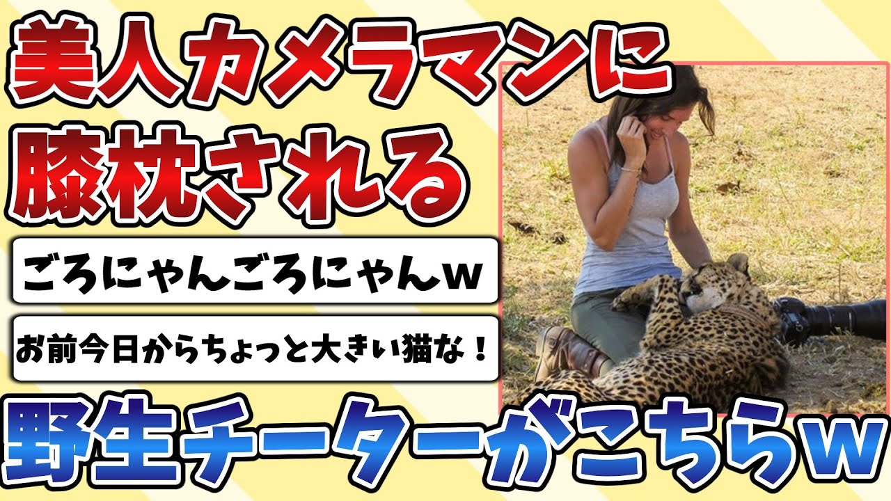 【2ch動物スレ】美人カメラマンに寄ってきて膝枕をしてもらう野生の『チーター』がただの大きい猫で可愛すぎるｗｗｗ