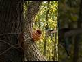 Tiny Crowned Bird Flies Into Clay Nest | #TinyBird #Hummingbird #ClayNest