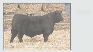 Macholan Angus | March 5, 2024