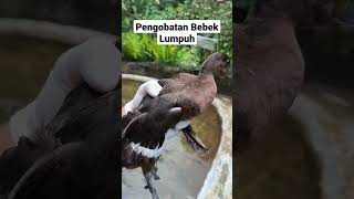 Kasian Bebek Ini Terlihat Lumpuh #Viral #Shortvideo #Penangkaran #Breeding #Hewan #Viralvideo