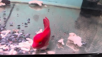 Cá la hán khỉ đỏ size nhỏ 8 cm - Super Red Monkey Flowerhorn Fish from SuperRedMonkey.Com