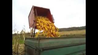 IMT 539 SIP Tornado 40 - Picking Corn / Berba Kukuruza IMT 539 SIP Tornado 40 - Picking Corn / Berba Kukuruza