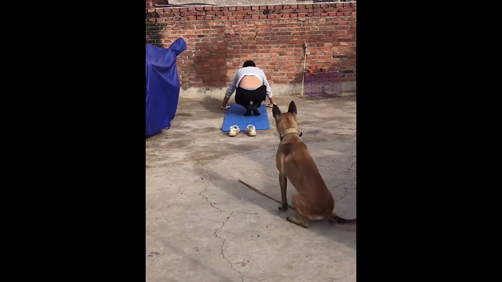 Dogs and owners behave in the same way