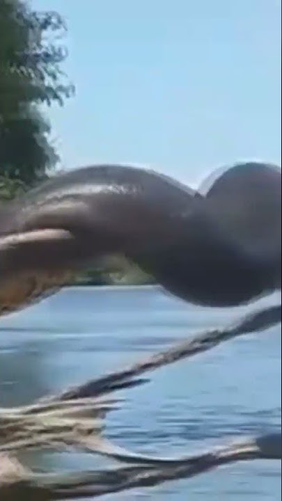 Gigantophis garstini 🐍 #shorts #paleontologia #cobras #titanoboa - YouTube