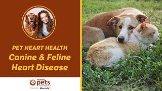 Pet Heart Health  Canine & Feline Heart Disease