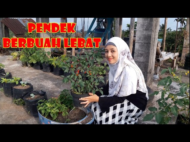 MEMBUKA PELUANG BISNIS DENGAN BUDI DAYA CABE UNGU DI HALAMAN RUMAH class=