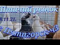 Голуби цены Птичий рынок г Пятигорск-ч3Pigeons prices Bird market Pyatigorsk-ch3