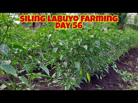 Video: Paano Mapalago Ang Bakterya