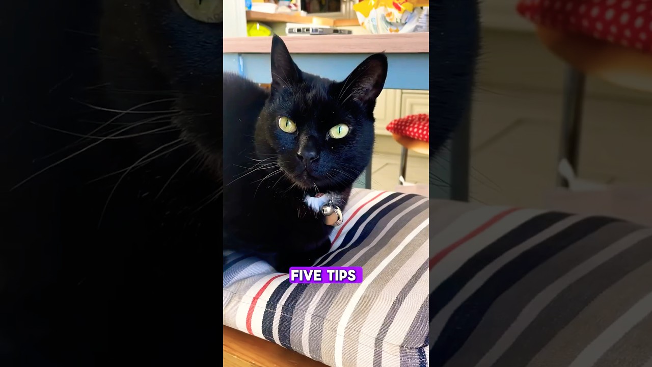 Is your home harming your cat?