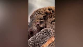 Adorable Baby Cuscus Cub Snuggles Up To Mum