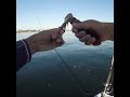 Squid are here #fishing #swansea