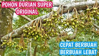 pohon durian pendek berbuah lebat