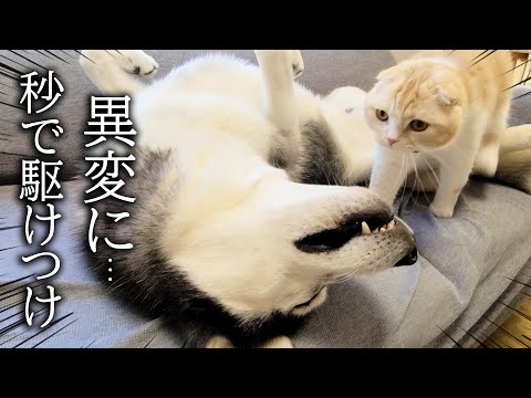 倒れてピクピクするハスキー犬を見た子猫の行動に驚きました...