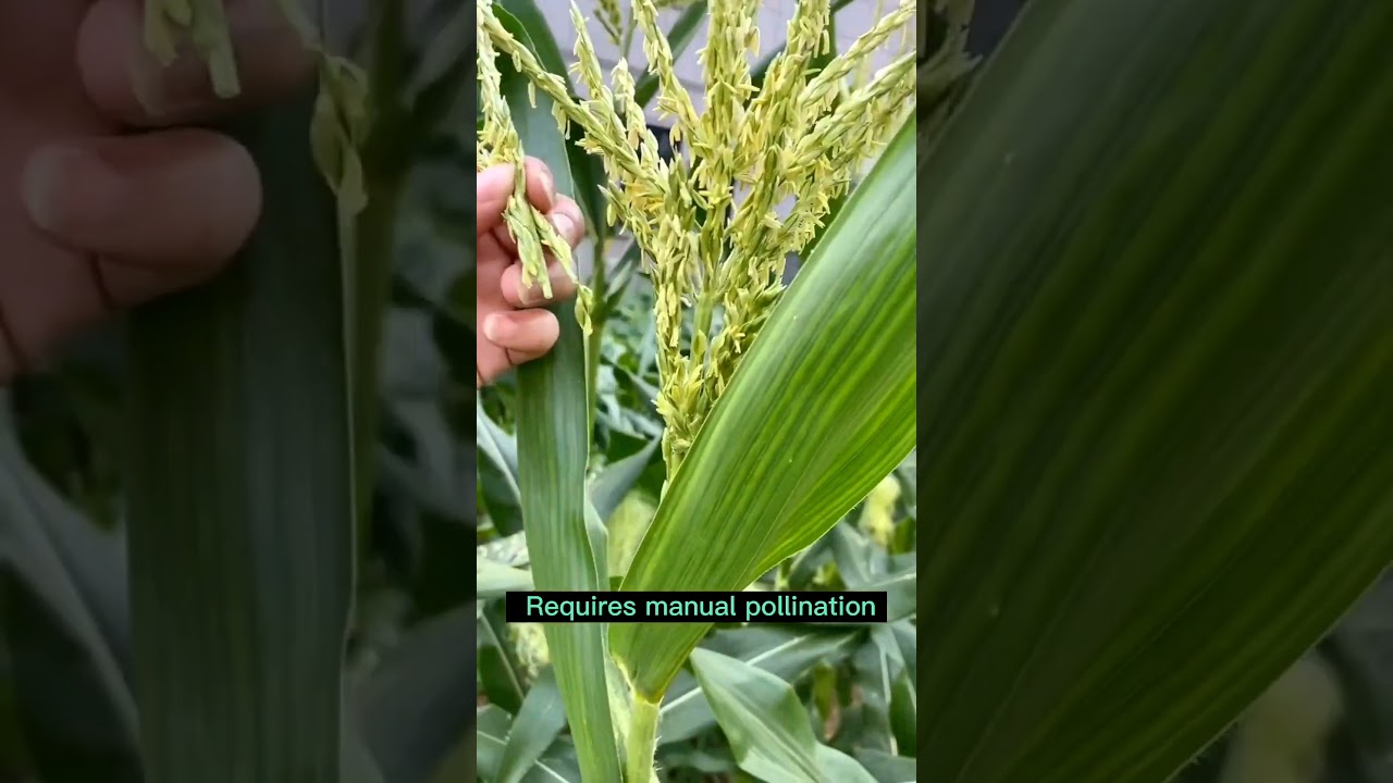 Corn Farming Techniques 