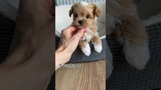 From 2 week PUPPY TO ADULT | MALTIPOO TRANSFORMATION #puppyvideos #maltipoo #timelapse #cutepuppy