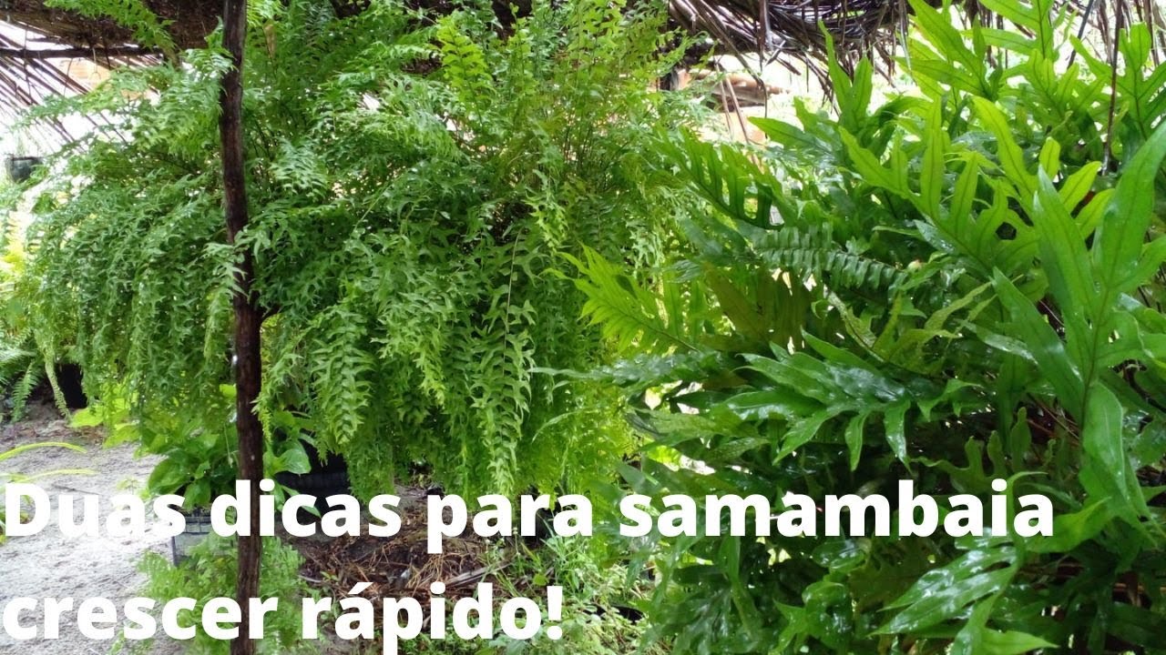 Duas dicas para samambaia crescer rápido! - YouTube