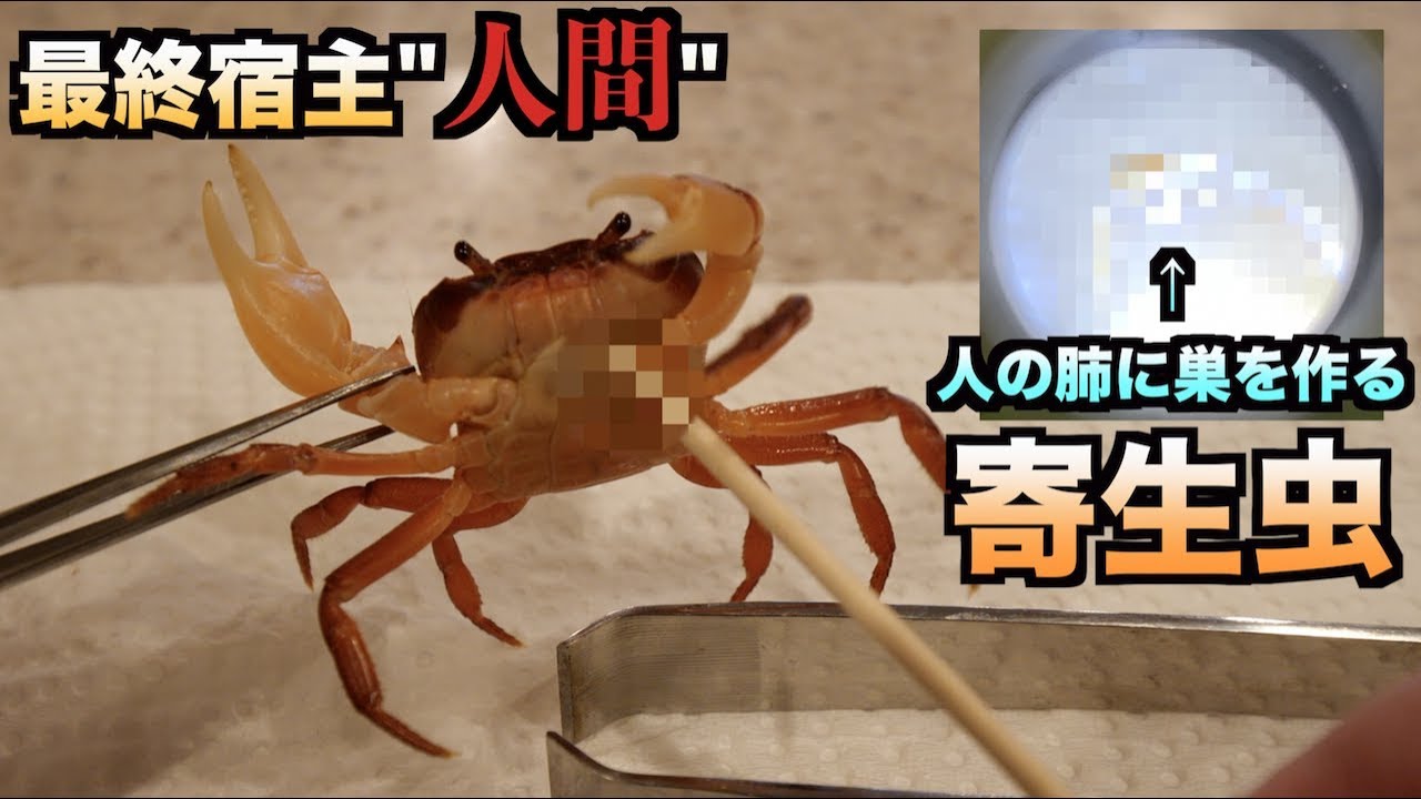 超危険 サワガニから人の肺に寄生する寄生虫を取り出した結果 Youtube