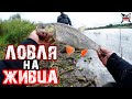 ЛОВЛЯ НА ЖИВЦА. РЫБАЛКА ОСЕНЬЮ ПО ХОЛОДНОЙ ВОДЕ. КОСТЕР, ЖАРИМ ОКУНЯ. КАК СДЕЛАТЬ ДОННУЮ СНАСТЬ