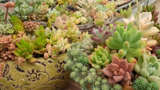 358 [Growing Beautifully] Caring for Your Container Plants. Tips