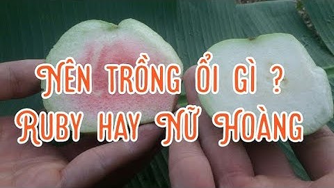 Guava1b2. Nên trồng giống Ổi nào? Ruby hay Nữ Hoàng?