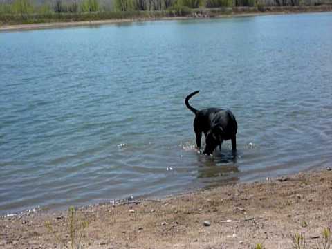 Tucker Gets a Rock