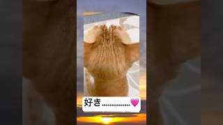 テレビに集中してるネッコの邪魔したらキレられたwwwwww #cat #かわいい #ドッキリ