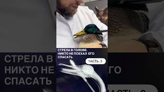 Арбалетная стрела, рыболовный крючек и остановка дыхания.Утка, у которой не было шансов.